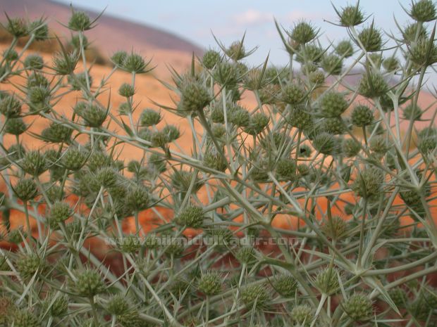 Malatya Sürgü kasabası Doğa fotografları