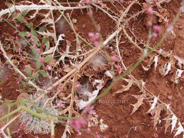 Malatya Sürgü kasabası'ndan