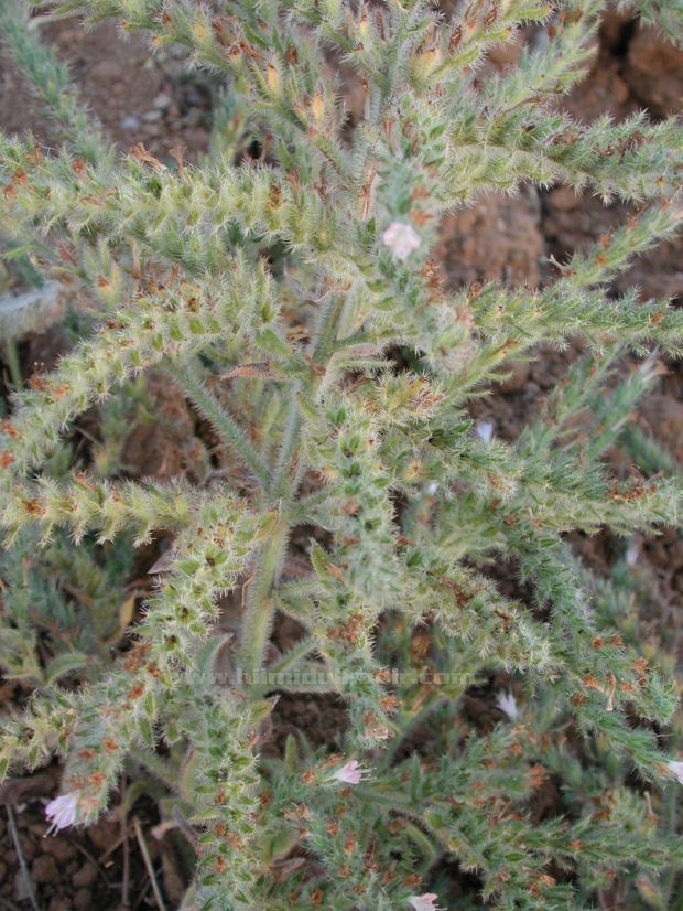 Malatya Sürgü kasabası'ndan